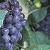 b6d0836b8e5a1fa4aec6690f46ad336a Виноград — це ягода або фрукт? Як правильно називати, опис і особливості