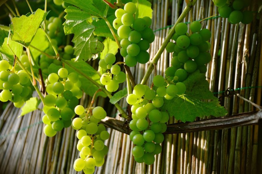 b7227af7d487ed772948cee3863fc078 Зелений виноград: користь і шкоду для організму, калорійність, хімічний склад і енергетична цінність