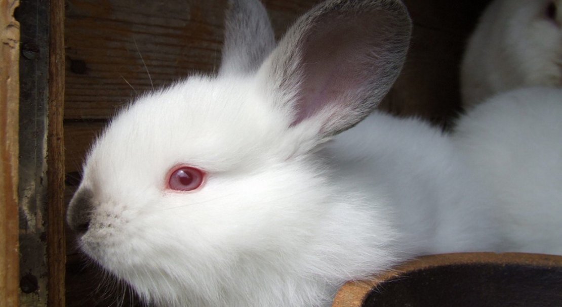 b79c665119b51a970163febf8fb5fb4d Ангорський декоративний кролик: опис породи і фото, догляд та утримання в домашніх умовах, чим годувати