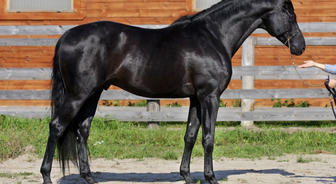 b7b757f7470e50b331957c5bc554f641 Російська верхова порода коней: опис і характеристика, особливості утримання і догляду, фото
