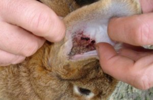 b87aba2b18245d60f71a0868580ec726 Хвороби вух у кроликів: симптоми, лікування народними і медикаментозними засобами, фото