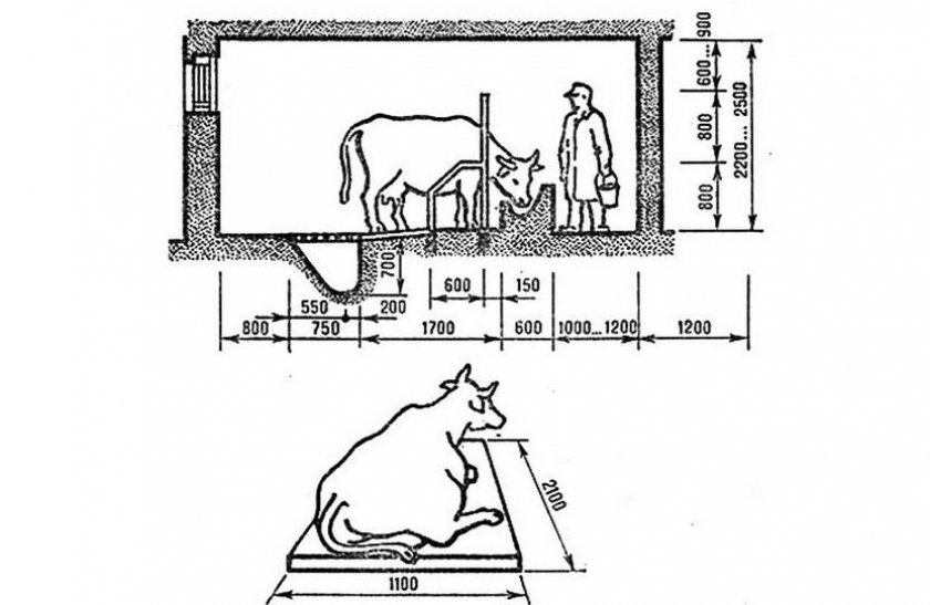 b8d62f818429e8630a88fbcdf4d2a367 Швіцька порода корів: характеристика, фото, плюси і мінуси, утримання та догляд