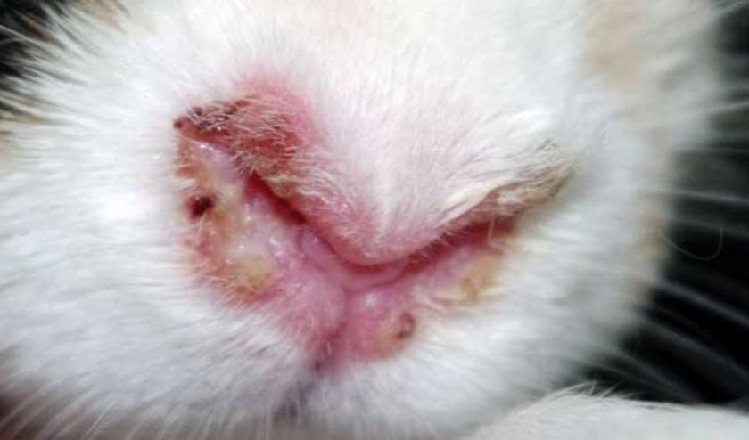 b942c958ecd5c220dad727131f201f5a Інфекційний риніт у кроликів: симптоми і лікування (антибіотиками та іншими засобами), причини появи, профілактика