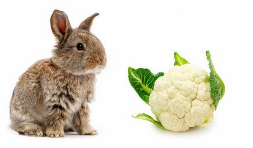 b947927b6564a3a8cf7c790d72272f01 Чи можна годувати кроликів капустою (кольоровий, пекінської, свіжої): користь і шкода, особливості раціону