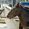 b94d508da491d8539dc0bd2b8f70b3a6 Ганноверська кінь: опис і зміст породи, переваги та недоліки, особливості догляду, фото