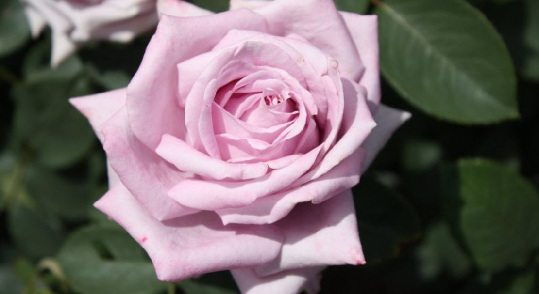 b9dccbfaa588dd71037a8781530240a2 Роза вюнка Индиголетта: фото і опис, посадка й догляд, цвітіння