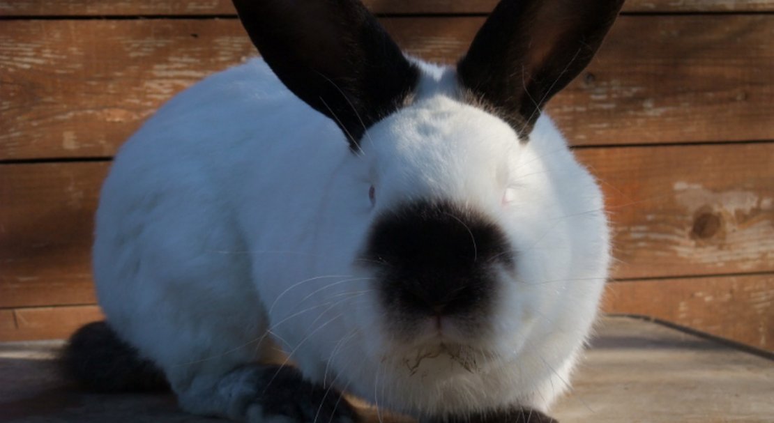 ba47a920cc2b2a80be2f78b68379f610 Каліфорнійські кролі: опис та характеристика породи, вага, розміри, чим годувати, розведення та утримання в домашніх умовах, фото, відео