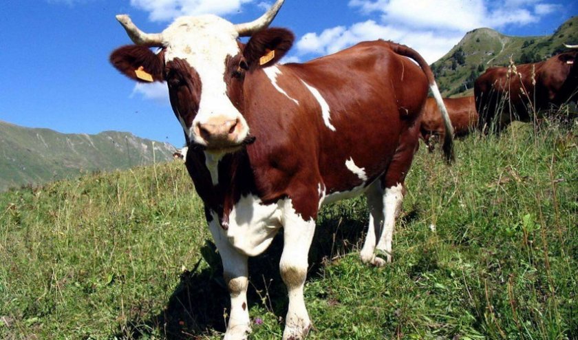 baaf1a8faf326d9cc2253e81467531e3 Чому корова дає мало молока: що робити