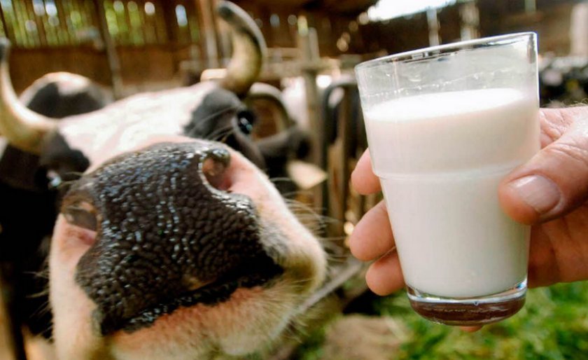 baebc284df87ce6349fd5a251c54631d Жирність молока у домашньої корови взимку і влітку (нормальна, максимальна): від чого залежить, як визначити, як підвищити