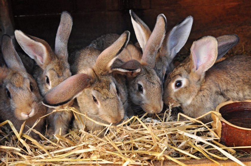 bb22a90f5888416585de3e48f0bddf00 Як годувати кроликів взимку в домашніх умовах: основні правила харчування, складання раціону