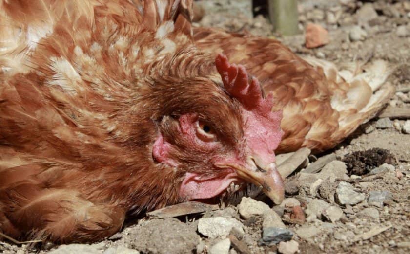 bbba1b6818ab705f5e6f1833f9703882 Чому кури несуть яйця без шкаралупи: причини, що робити, як це виправити, відео
