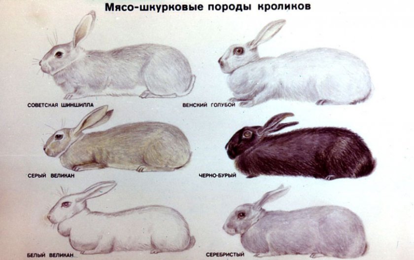 bbed8a35dc3b5c4c343f96960dbfc810 Скільки років живуть кролики різних видів і порід (домашні, звичайні, карликові, дикі), середні показники