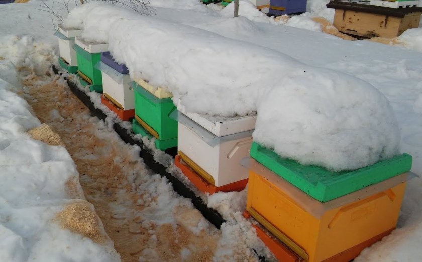 bcc99b1a37732660d5d12100890235bb Зимівля бджіл: як організувати і підготувати бджіл до зимівлі, зимівля на волі під снігом, відео