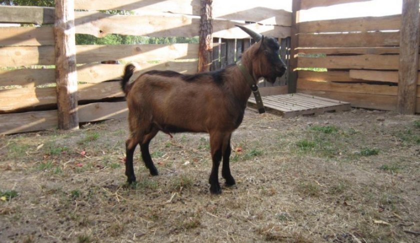 bcf7fd32ebbf9579a2a3916817f9a477 Альпійські кози: опис породи та особливостей догляду, фото, відгуки власників