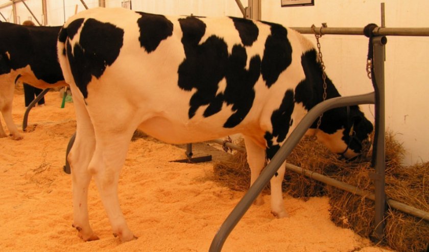 bd3643d5e801d89326c32ab0a8434d3a Чорно ряба порода корів: характеристика, продуктивність, утримання та догляд