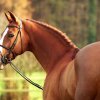 bd7e802c8f6acdbf48f6810290354ac8 Циганські коні: опис і зміст породи, переваги та недоліки, особливості догляду, фото