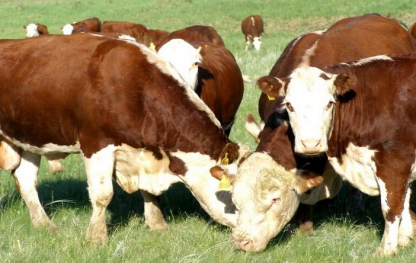 bd848bf1c5a3891439a6537a08731a91 Казахська білоголова порода корів: характеристика, фото, напрям, зміст і відхід
