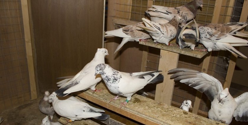 bdd21531fcf3d3e897617635d1b5b4ed Іранські голуби: опис і характеристика, ніж відмінності від інших видів, умови утримання, фото, відео