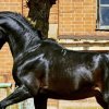bdd8cc36cc42f68d73b329d0babfe84c Циганські коні: опис і зміст породи, переваги та недоліки, особливості догляду, фото