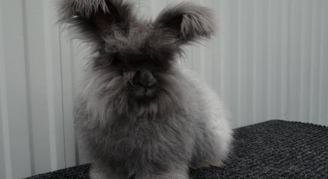 be1393485672716a20e8bee9428e3f66 Ангорський декоративний кролик: опис породи і фото, догляд та утримання в домашніх умовах, чим годувати