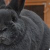 be5967fa02e1736891f6f947948b4bdc Віденський блакитний кролик: опис та характеристика породи, розміри кліток для утримання, особливості розмноження, фото