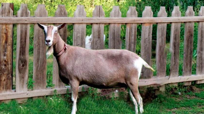 beafce57cbf1687d702183e6fb6d28b9 Скільки живуть кози в домашніх умовах і від чого залежить тривалість їх життя