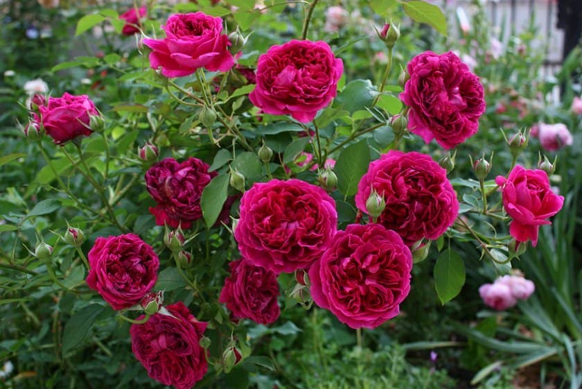 bf1a2bb5c4647aea27ea065179ebc6cd Піоноподібні троянди: опис з фото, особливості садіння, вирощування та догляду, відео