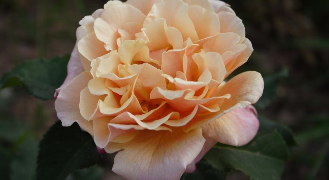 c02689fa7df47f994b731f249ab4b06e Троянди Кордеса: найкращі сорти з описом і фото, особливості догляду