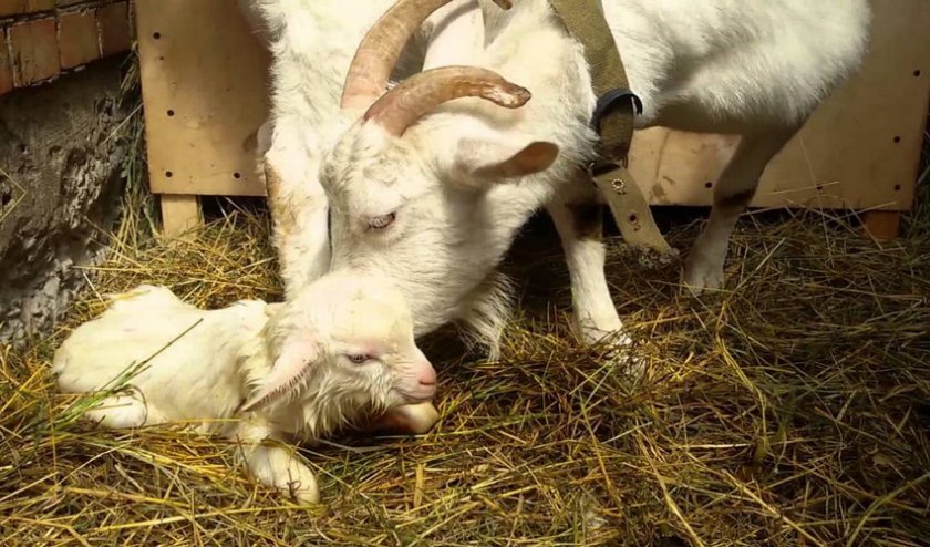 c077dec74cc16c79fd2697310bd209ab Як запустити козу перед окотом: влітку і взимку, якщо був мастит, з дівочим молоком