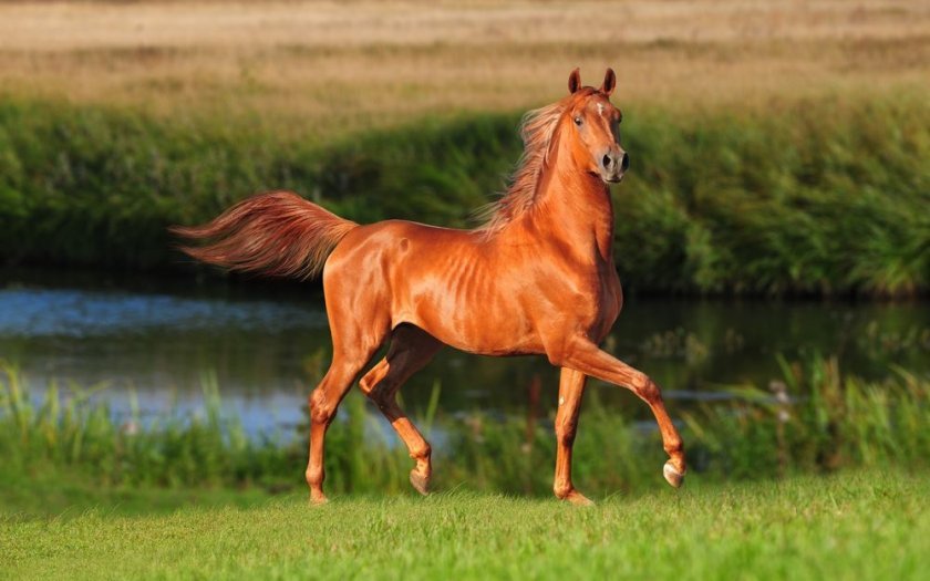 c07b3890552d976f5a494215688cc739 Буденновская порода коней: характеристика, зміст і догляд, фото