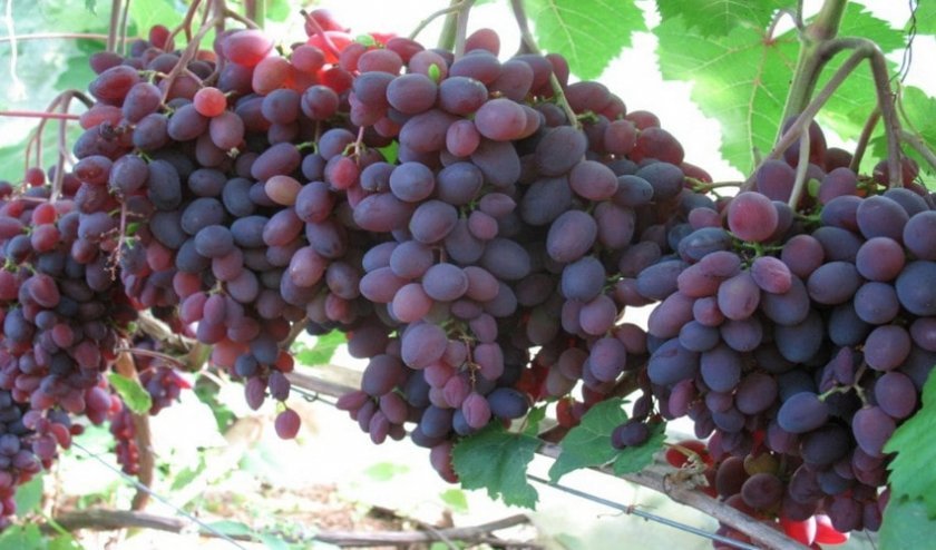 c084169b1eca84669c571fb3cc5d1796 Кращі сорти винограду для Сибіру: опис і особливості вирощування, фото