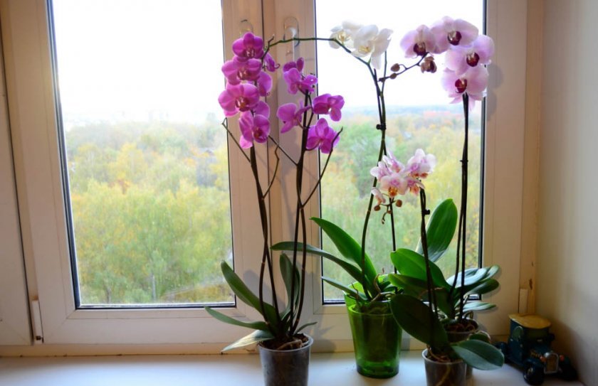 c0983338ca1fd2c6ce2d52a105e60591 Розмноження орхідей живцями в домашніх умовах: покрокова інструкція, фото, відео