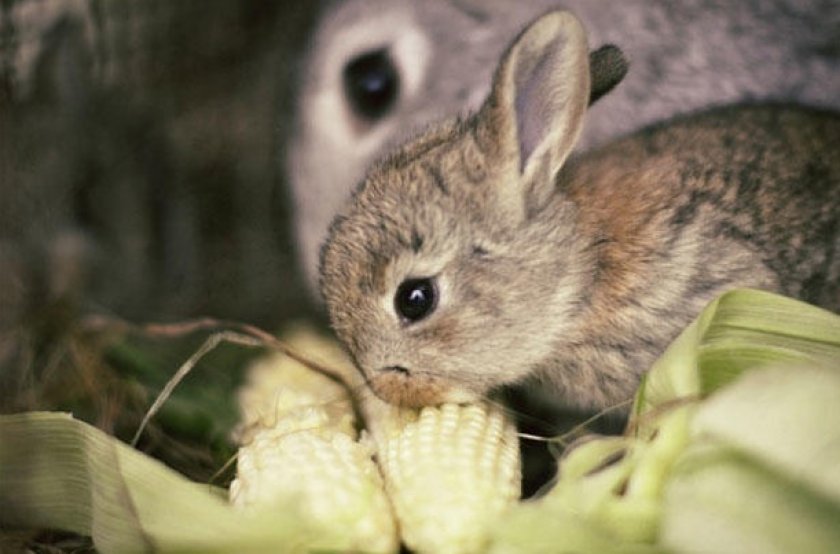 c1637e5737368d69a5dfb506f9050585 Чи можна годувати кроликів кукурудзою (листям, качанами): користь і шкода, їдять свіжу, як правильно годувати