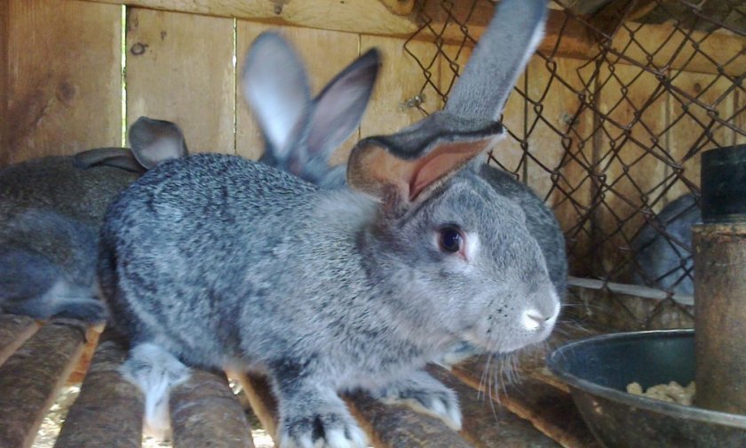 c18ca06dc0f28ee92ca61c330d45f65d Сірий велетень (порода кроликів): опис, фото, розведення та утримання, годування