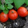c25c8a7b17ba84bd155adb97c67807bc Томат Пролісок: опис та характеристика помідора, вирощування і догляд, фото