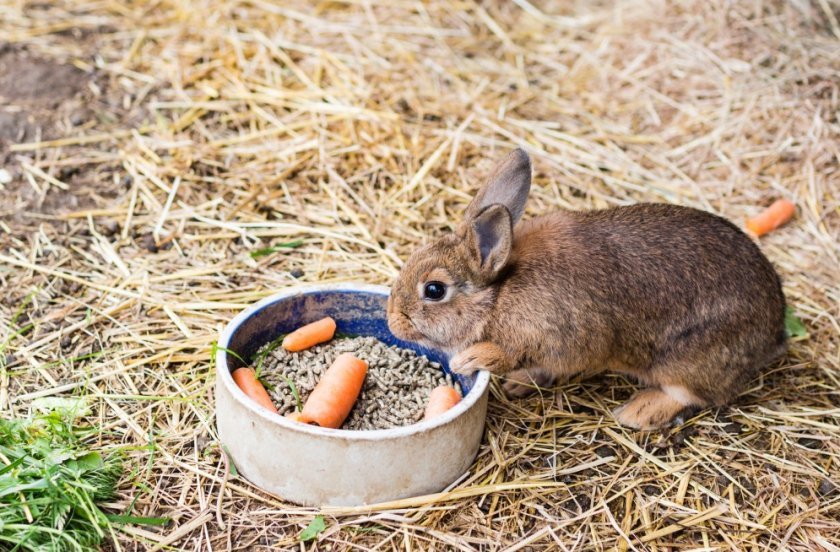 c29de2fa5114b049b3d36e91509ea0c0 Що їдять карликові кролики: дозволені і заборонені корми, особливості годівлі