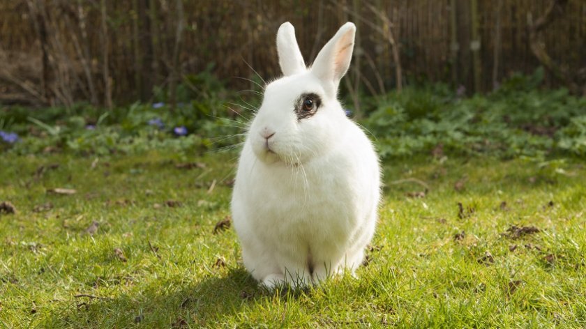 c2c5cb8c62cca713601c766c703a8fd1 Чи можна давати огірки кроликам: користь і шкода, особливості годівлі