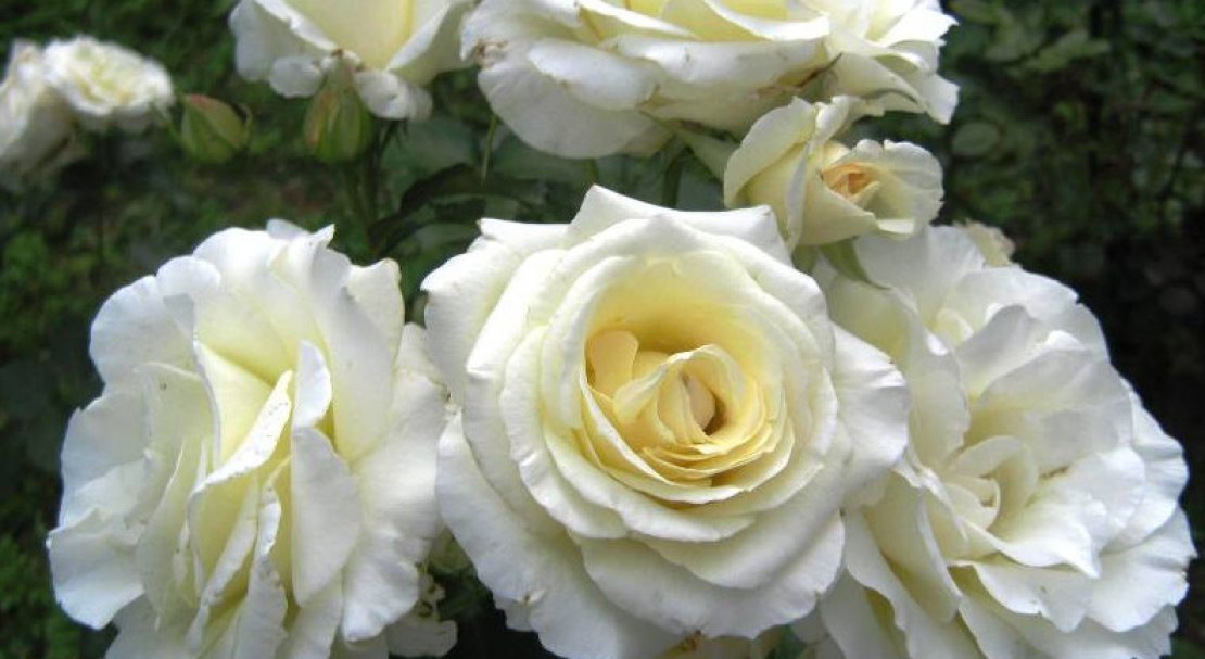 c2c9f309c995faf0cf8ed6f23ffe2b4a Роза Шнеевальцер: опис і характеристики троянди, способи розмноження, вирощування і догляд