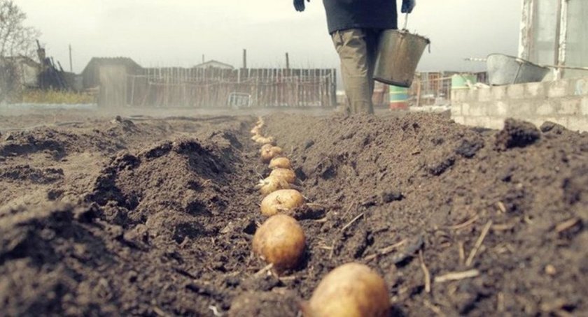 c38cee3e1614a8494fdc5b4e4ec5a755 Картопля Рамона: опис та характеристика сорту, особливості вирощування та догляду, смакові якості, фото
