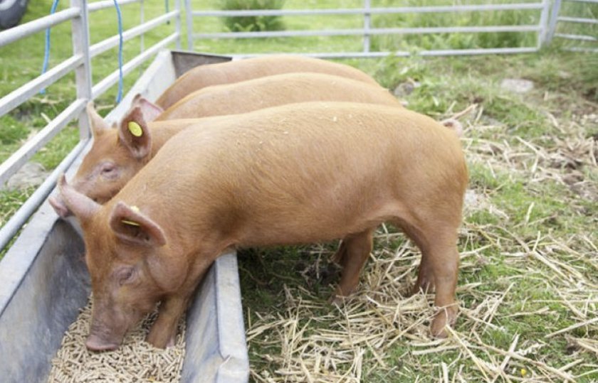 c3dcfb41fa051f729eefa9a41041e437 Комбікорм для свиней: види, склад, норми споживання, як годувати, рецепт для приготування своїми руками в домашніх умовах, кращі виробники