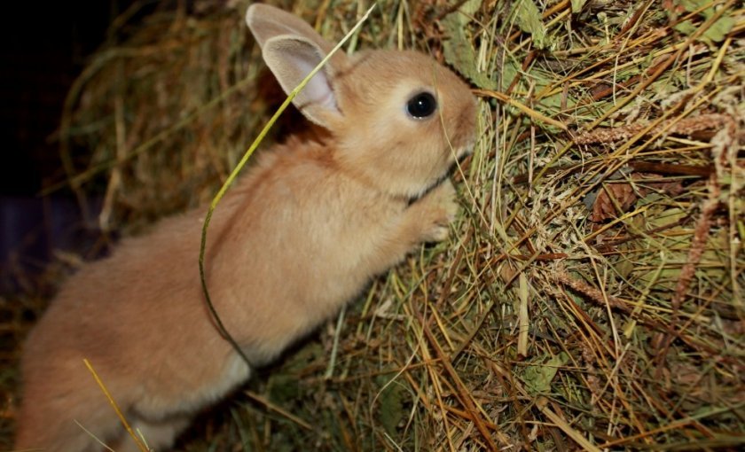 c3f0cec9e5d668a9d201eec0943f435d Що їдять карликові кролики: дозволені і заборонені корми, особливості годівлі