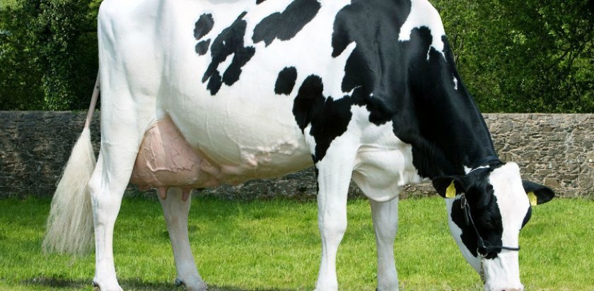 c46fb24a2c37b928569708dd34f2e62f Період лактації у корів: тривалість і стадії, особливості годівлі