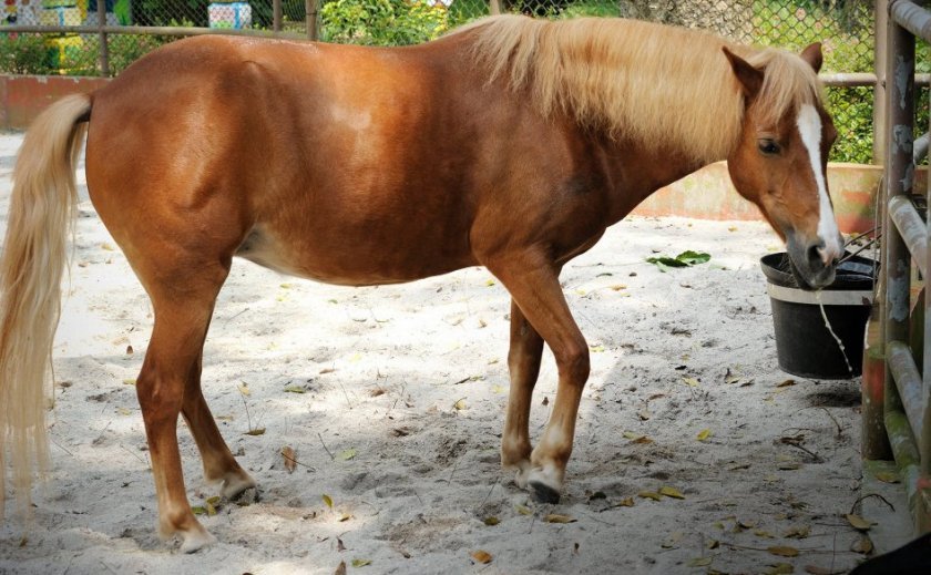 c4b26234a57947ac617a6fba18b6347e Коліки у коней: причини і симптоми, що робити і як лікувати в домашніх умовах народними засобами