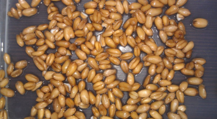 c51990327ae02a784dd5d486baab2f68 Як проростити пшеницю для курей в домашніх умовах: покрокова інструкція та годування