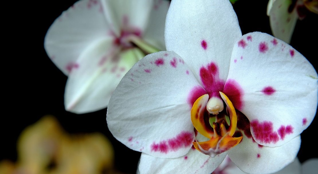 c57df5f6acc3a0cfc160330ae038dc55 Самі красиві орхідеї: ТОП 13 кращих видів та їх опис, фото