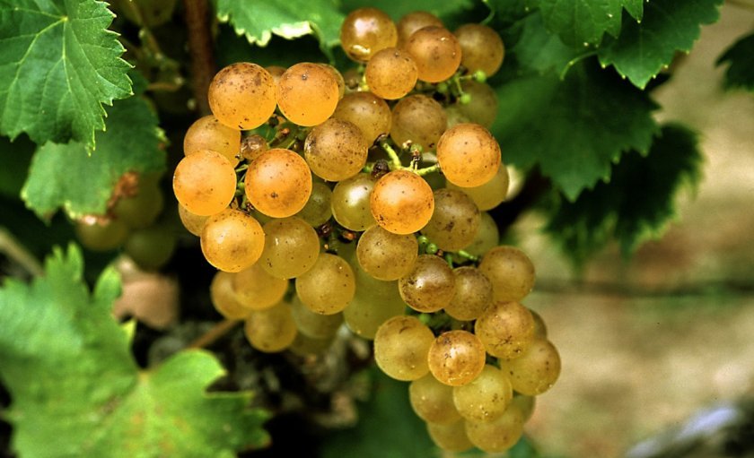 c5b97d61256623edddb2ff6d8ef4d4c5 Вибір кращого сорти винограду для коньяку: опис, вирощування, процес виготовлення