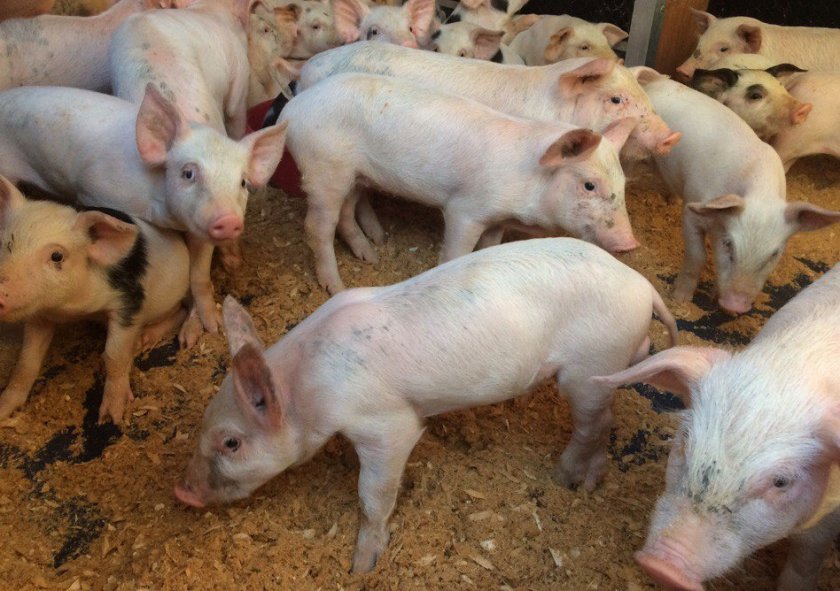 c5c667394889197db3aabb4573856aeb Ландрас — порода свиней: характеристика і опис з фото, особливості розведення, годівлі та догляду, відео