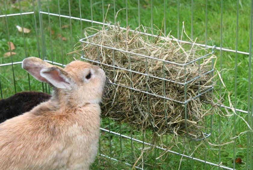 c64a700528dcedf4df8f40284737accb Що їдять карликові кролики: дозволені і заборонені корми, особливості годівлі