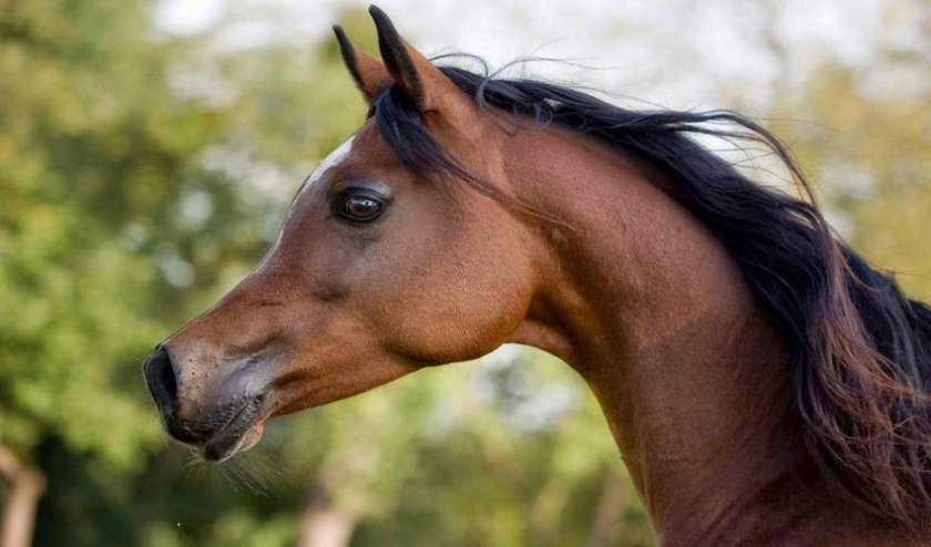 c6e020e3ccf0ca48043c093007ef262d Арабська порода коней: характеристика, зміст і догляд, профілактика хвороб, фото