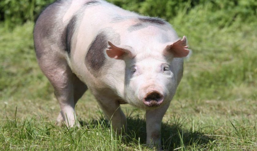 c6e6ea8e7b188065452493448a764315 Порода свиней пєтрен: характеристика і опис, поради з вибору при покупці, утримання та догляд, фото